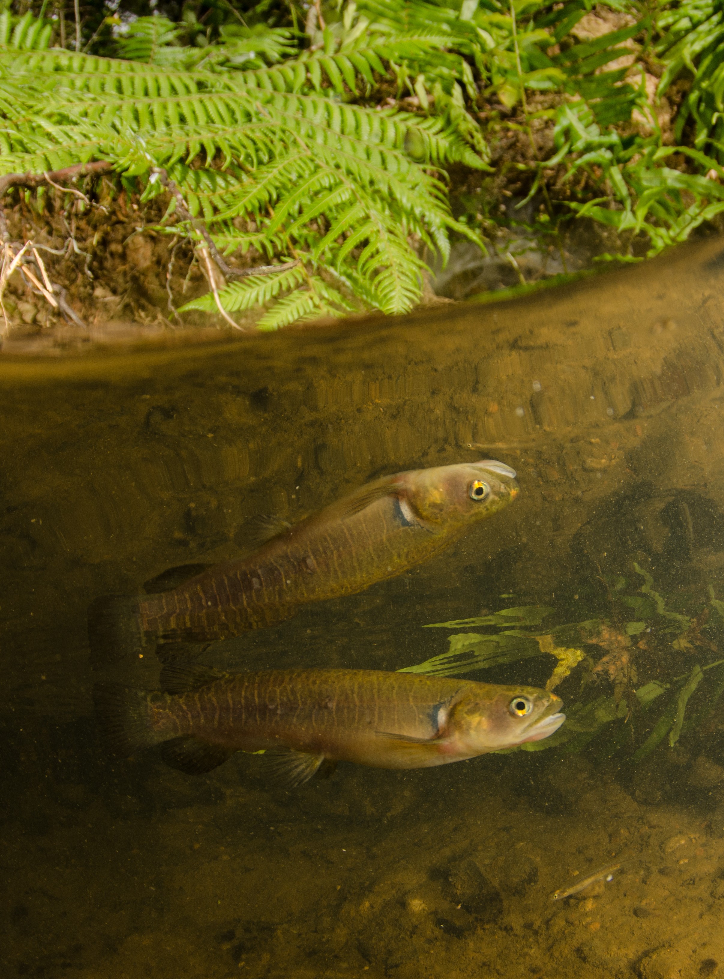 DSC_5414 – Banded, kokopu, Galaxias, fasciatus, home, kaiatea, stream, Crispin, new, zealand, new zealand, freshwater, streams, stream, rivers, galaxid